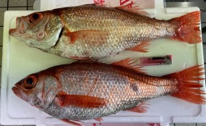 2024,9,18ノドグロ