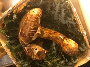 マツタケ