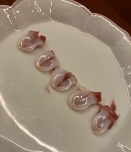 2025,12,01あわびの歯！